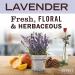 Mrs. Meyer's Lavender Hand Soap - Essential Oils, Biodegradable, 12.5 fl. oz - Buy Online on GoSupps.com