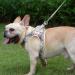Suredoo Dog Harness for Small Dogs - Reflective & Breathable with Leash | Puppy Crockery for Medium Dogs - Beige M - Buy Online on GoSupps.com