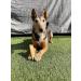 the K2 Yak chew Dog Treats 100% Natural and Long Lasting (Large x 2 (two)) - Buy Online on GoSupps.com