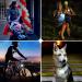 2 Pack LED Dog Collar Light USB Rechargeable Light up Dog Collar Lights 4 Modes Dog Light for dog harness Clip-On Dog Collar Tag Light IP65 Waterproof Safety Dog Lights for the Dark - Buy Online on GoSupps.com