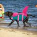 Cit toile Dog Life Jacket - Lightweight & Safe Swimming Vest for Small Medium & Large Dogs - Denim Blue & Pink - Reflective Handle for Water Sports - Buy Online on GoSupps.com