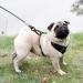 High-Quality Tie Out Leashes for Dogs | Shock Absorbing Spring | 3-15m Yard Leash in Black - Buy Online on GoSupps.com