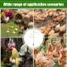 Buy Generic Boden Chicken Rod - Outdoor Poultry Stand & Enrichment Toy for Chickens Parrots & Nymphensitties | Perfect for Playgrounds - Buy Online on GoSupps.com