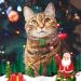DILLYBUD Holiday Cat Collar Breakaway 3 Pack - Thanksgiving & Christmas Safety Buckle Collars with Bell for Cats & Kittens - Adjustable Holiday Theme Collars (Pack of 2) - Buy Online on GoSupps.com