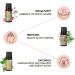 Shop Folkulture Essential Oil Set - Patchouli & Cedarwood Diffuser Oils | 6 Scents for Home Fragrance | Aromatherapy Oil Set 0.06 Fl Oz - Buy Online on GoSupps.com