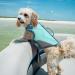 Vivaglory Sporty Dog Security Vest - Durable Neoprene Rescue Vest for Medium Dogs (Cyan 53-64cm) with Velcro Fastener - Buy Online on GoSupps.com
