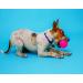 Hartz Dura Play Bacon Scented Squeak Ball Dog Toy - Small (3 Pack) - Buy Online on GoSupps.com