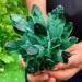 Green Phantom Quartz Crystal Cluster Specimen 200-1000G Suitable for Home HOMEZHOU (Size : Weight:600G-800G) - Buy Online on GoSupps.com
