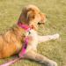 Dazzber Martingale Collars for Dogs - Strong Durable Adjustable Hot Pink Nylon Collar for Medium Breeds (1 inch x 14-21 inch) - Buy Online on GoSupps.com