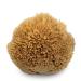 Premium Sea Wool Art Sponge: Professional Grade for Painting, Decorating, Texturing, and More - Buy Online on GoSupps.com