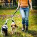 Buy 2 Robust Carabiner Hooks - Silver Swivel Hook for Dog Leash Mountaineering & Keychain - Durable Pet Buckles - Buy Online on GoSupps.com
