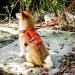 OneTigris Double Dog Leash with Reflective Stripes - 182cm Orange | Durable & Adjustable for Safe Walks - Buy Online on GoSupps.com