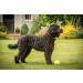 Petface Tennis Balls for Dogs - 20 Pack Fetching Toy 6.5 cm - Durable & Fun for Playtime - Buy Online on GoSupps.com