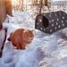 Outdoor Feral Cat House: Weatherproof & Waterproof Foldable Shelter for 2 Cats - Keep Warm in Winter - Ideal for Stray and Feral Cats/Dogs - Medium Size - Buy Online on GoSupps.com