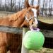 Signature Horsemen's Pride 14-Inch Horse Jolly Tug Blue one size - Buy Online on GoSupps.com