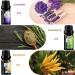 Fresh Essential Oils Set - 6x10ml Aromatherapy Gift Kit for Diffusers & Humidifiers - Tea Tree Lavender Peppermint & More - Buy Online on GoSupps.com