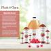 Plant Guru Red Raspberry Seed Oil 2 fl. oz. Cold Pressed Unrefined 100% Pure & Natural Carrier Ideal for Skin Face Body and Hair Moisturizer. Great for DIY Soap Creams Lotions and Lip Balms. - Buy Online on GoSupps.com