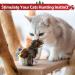 GiGwi Interactive Cat Feather Toy with Melody Chaser and Squeaky Bird - Plush Toys for Indoor Cats - Buy Online on GoSupps.com
