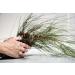 KORRES White Pine Night Cream 40ml - Volume Replenishment & Skin Renewal | Buy Internationally - Buy Online on GoSupps.com