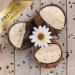 Lyra PET Coconut Filled Bird Feed - Energy-Rich V-Cut Nutrient-Dense Year-Round Fat Feed Perfect for Wild Birds - Buy Online on GoSupps.com