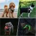 LED Dog Harness for Small & Medium Dogs - Rechargeable Reflective Lightweight & Breathable - Black/Red XS - Buy Online on GoSupps.com