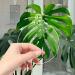 Acrylic Circle Blanks - Transparent Round Disc Blank 2mm Thick - Tree Hanging Disc with for Craft Holiday Hanging Decoration Supplies N 20pcs - Buy Online on GoSupps.com