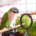 POPETPOP Bird Swing 2 Packs Parrot Swing Wooden Bird Swing Toy with Bell Hanging Swing Ring for Budgie Parakeet Cockatiel - Buy Online on GoSupps.com