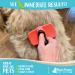 Raw Paws Self-Cleaning Slicker Brush for Dogs & Cats - Dematting & Deshedding Tool - Cat & Dog Shedding Brush - Buy Online on GoSupps.com