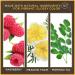 Burt's Bees 100% Natural Glossy Lipstick in Rose Falls - 1 Tube | Long-Lasting Moisturizing Lip Color - Buy Online on GoSupps.com
