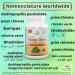 Andrographis Kalmegh Capsule - Powerful Immune Support Supplement - Buy Online on GoSupps.com