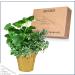 Live Aromatic Herb Combo in Decorative Cover - Stress Reliever with Lemon Balm, Lavender, and Mint - 12 Tall x 6 Wide - 1.25 Quart Pot - Buy Online on GoSupps.com