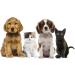 PetSilver Wound Gel & Ear Wash Bundle - AG21 Complex, Chelated Silver - 8oz - Buy Online on GoSupps.com