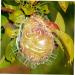SEWOART Vegetable Shaped Fruitful Vegetable Shaping Transparent Shaping Shaper Melon Cucumber - Buy Online on GoSupps.com