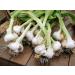 Japanese Garlic (Ajo Japones) 100% Natural!!) Count per Bag: (30-60-130) (60 Pieces) - Buy Online on GoSupps.com