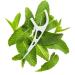 2-in-1 Mint Dental Floss Picks with Glide Technology for Adults - 270 Count - Buy Online on GoSupps.com