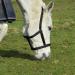 Rhinegold Field Safe Headcollar-Pony-Raspberry Pony Raspberry - Buy Online on GoSupps.com