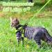 Aokcats Adjustable Soft Reflective Cat Harness Set with Leash & Dishes - Leak-Proof Design for Kittens & Rabbits - Light Green - Buy Online on GoSupps.com