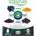 OcuBerry - Bilberry Grape Seed Black Currant & Black Rice Extracts - Antioxidant & Vascular Support - Vision Retina & Blue Light Protection - No Fillers Excipients - 60 Vegan Capsules Supplement - Buy Online on GoSupps.com