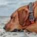 HUNTER Convenience Comfort Dog Collar - Neon Orange Neoprene 45 cm | Durable & Stylish for International Shipping - Buy Online on GoSupps.com