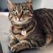 Personalized Yhananti Cat Brand - Custom Engraved Stainless Steel Name Tags for Pets | International Shipping Available - Buy Online on GoSupps.com