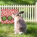 Jeffdad Rabbit Hay Feeder Hanging Hay Feeder Guinea Pig Hay Bag Rabbit Feeder Storage Bag for Rabbits Chinchillas Hamsters Rats and Other Small Pets (3 Hole strawberry) - Buy Online on GoSupps.com