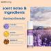 Perfume Oil for Women Puresense Luscious Lavender - (10ml) Aromatic Roll On Perfumes for Women Therapeutic Grade Oil Blend Organic Body Oil Fragrances Travel Size Women Perfume Made in USA - Buy Online on GoSupps.com