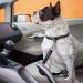 Dog Seat Belts for Cars UK 2 Pack Premium Car Seat Belt for Dogs Cats Pets Adjustable Safety Heavy Duty Elastic Lead Harness for Cars with Elastic Nylon Bungee Buffer (Black) - Buy Online on GoSupps.com