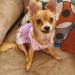 CUSOZWO Small Dog Clothes - 2 Pack Flower Dog Dress for Small Dogs and Cats - Elegant Spring Princess Skirt Outfit (M) - Buy Online on GoSupps.com