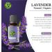 15ML Lavender Essential Oil - 100% Natural, Organic & Therapeutic Grade for Hair, Skin, Bath | Undiluted & Cruelty-Free - Buy Online on GoSupps.com