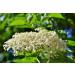 Elderflower Jelly Natural Clean - Darbo 2x640g | Premium Refreshing Bread Spread for Cakes & Breakfast - Buy Online on GoSupps.com
