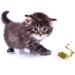 Cat Dope Catnip: Premium Blend for Cats - High Potency Infusion for Maximum Safe Fun! - Buy Online on GoSupps.com