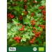 Biojoy Small flowered hawthorn berries ORGANIC (1 kg) whole Hawthorn tea (Crataegus monogyna) - Buy Online on GoSupps.com