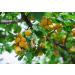 Cerez Pazari Turkish Dried Apricots - Extra Jumbo Size 1.5 lbs | Premium Quality, Non-GMO, Gluten-Free, No Sugar Added | Healthy Snack for Kids & Adults, Rich in Vitamin E and Potassium - Buy Online on GoSupps.com