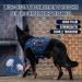 Oneigris No-Pull Dog Harness | Ultra Breathable Adjustable Vest for Large & Medium Dogs - Blue (M: Neck 40-58cm Breast 60-81cm) - 2 Handles for Easy Control - Buy Online on GoSupps.com